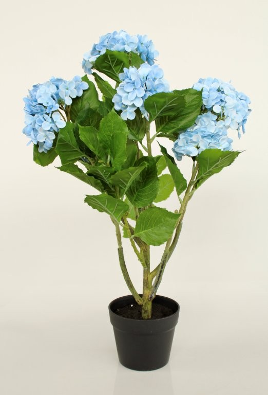 6 BLUE HYDRANGEAS IN POT  72X45CM